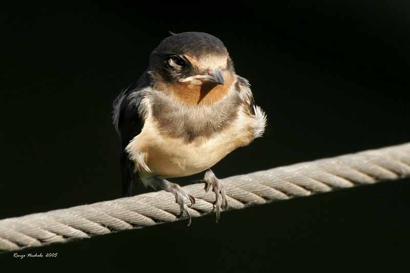 giovani di Rondine-Hirundo rustica
